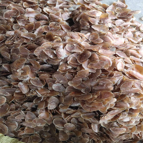  Supply the Operculum Murex Seashells make perfume /fragrance / bakhoor 