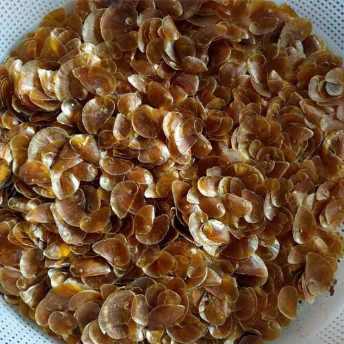 Supply the Operculum Murex Seashells make perfume /fragrance / bakhoor