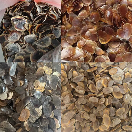 Operculum Murex Seashells