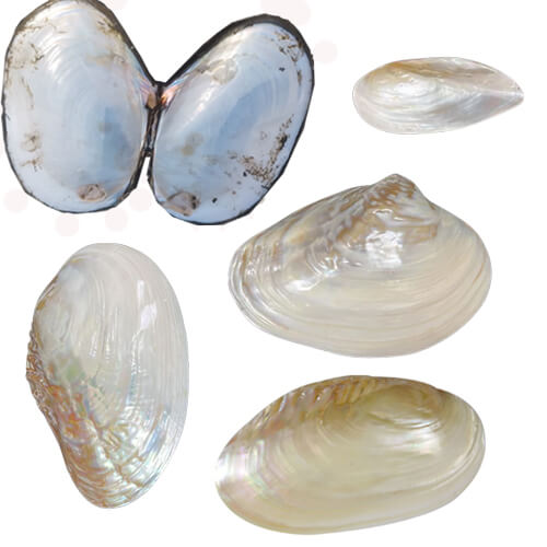 What is a freshwater mussel? A freshwater mussel is a bivalved mollusk that lives in fresh water. These amazing animals are essentially living water filters. Freshwater mussels act as natural, living water filters, with a single mussel capable of filtering up to 15–20 gallons of water daily. Considering that freshwater mussels can filter out dangerous bacteria such as E. coli, their important role in keeping water clean cannot be underestimated.