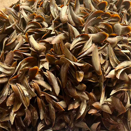 Wholesale Dufr available murex seashell /Queen Conch Operculum murex seashells