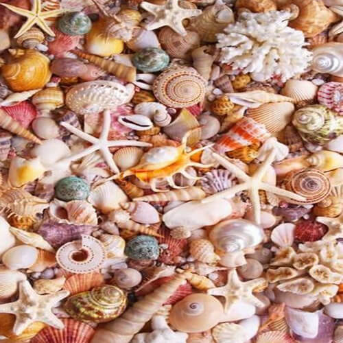 Attractive Seashells Fashion Design Decoration