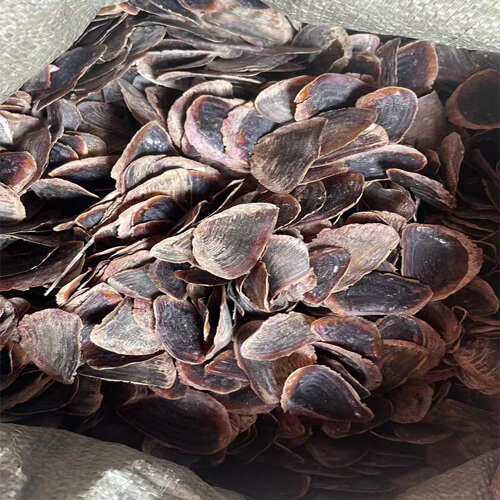 Wholesale Price Conch Snail Shell Murex Operculum seashells