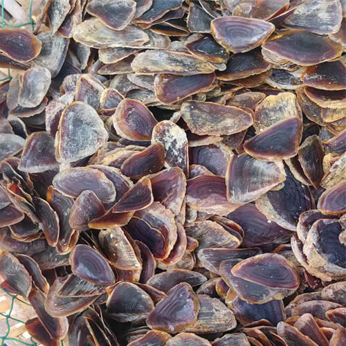 Wholesale Price Conch Snail Shell Murex Operculum seashells
