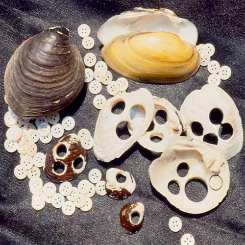 What is a freshwater mussel? A freshwater mussel is a bivalved mollusk that lives in fresh water. These amazing animals are essentially living water filters. Freshwater mussels act as natural, living water filters, with a single mussel capable of filtering up to 15–20 gallons of water daily. Considering that freshwater mussels can filter out dangerous bacteria such as E. coli, their important role in keeping water clean cannot be underestimated.