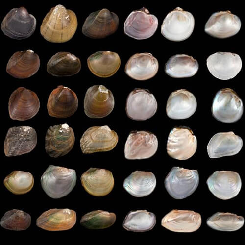What is a freshwater mussel? A freshwater mussel is a bivalved mollusk that lives in fresh water. These amazing animals are essentially living water filters. Freshwater mussels act as natural, living water filters, with a single mussel capable of filtering up to 15–20 gallons of water daily. Considering that freshwater mussels can filter out dangerous bacteria such as E. coli, their important role in keeping water clean cannot be underestimated.