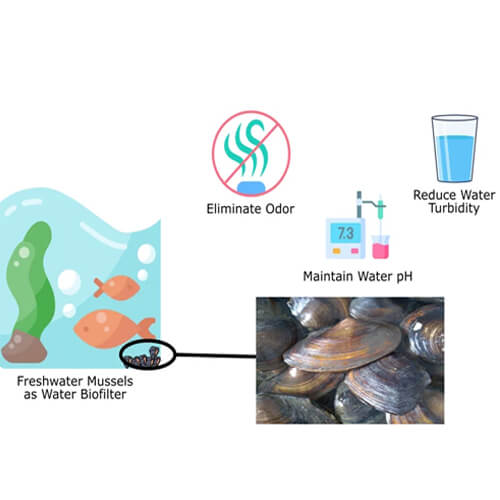 Freshwater Mussel as a Biofilter Medium in Improving Water Quality and making handicrafts