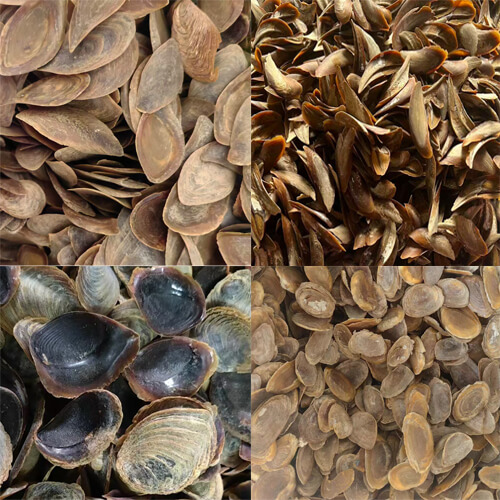 Various operculum Murex seashells