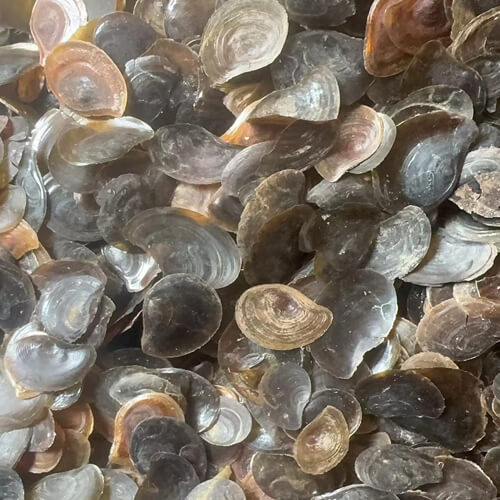 murex operculum seashells