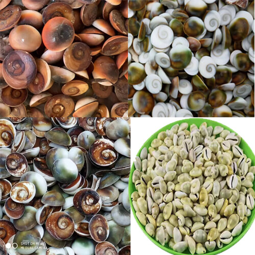 Seashells can be transformed into diverse handicrafts, including coastal home decor, jewelry, and artistic displays. Popular projects feature shell mosaics, picture frames, candles, ornaments, and wind chimes. They are often paired with materials like jute rope, driftwood, and hot glue to create beach-inspired items. 