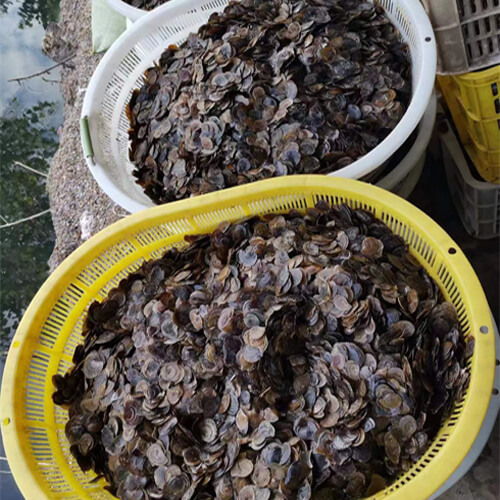 big quantity murex operculum seashells