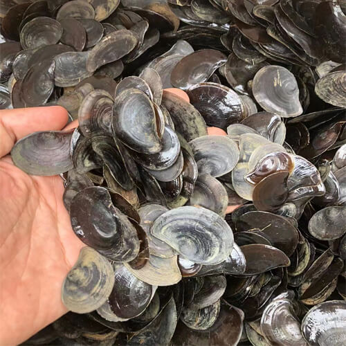 murex operculum seashells