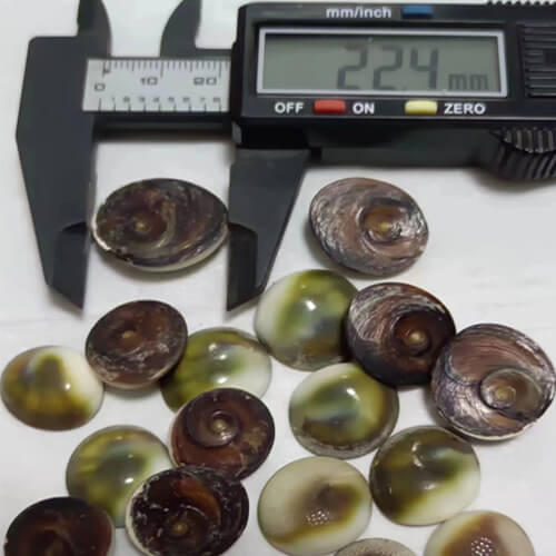 Natural Cat Eye Sea Shells /Turbo chrysostomus operculum seashell