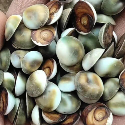 Natural Cat Eye Sea Shells /Turbo chrysostomus operculum seashell