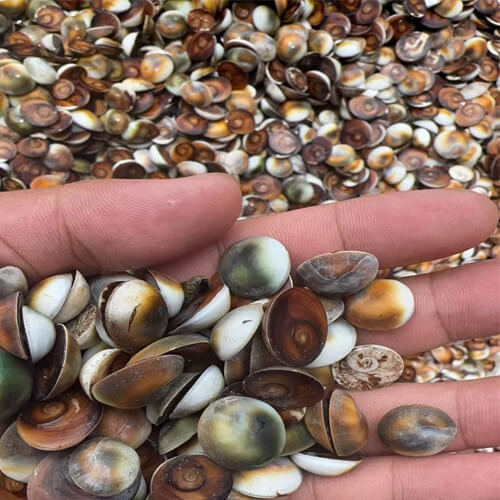 Natural Cat Eye Sea Shells /Turbo chrysostomus operculum seashell