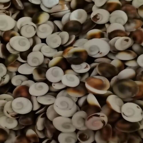 Natural Cat Eye Sea Shells /Turbo chrysostomus operculum seashell