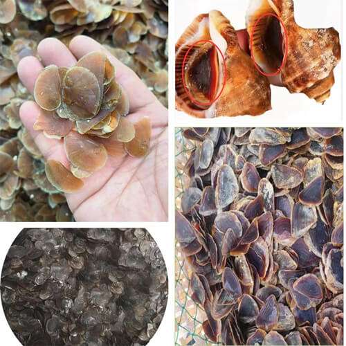 Fresh and Dry Natural Murex Operculum Seashells making fragrance bakhoor