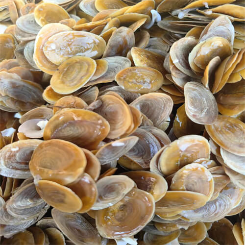 Regular supply the Sea Murex Operculum seashells in stock