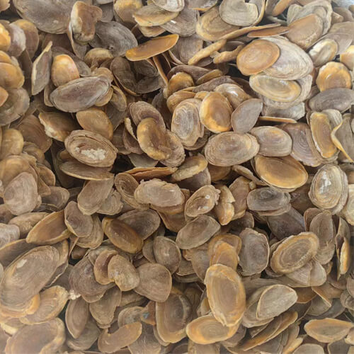 supply the Sea Murex Operculum seashells