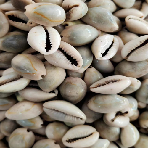 Caracoles / Caracoles Abiertos Cowrie Shells / White and Natural Cowrie Shells / Cowrie or cowry