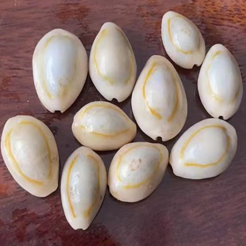 Caracoles / Caracoles Abiertos Cowrie Shells / White and Natural Cowrie Shells / Cowrie or cowry