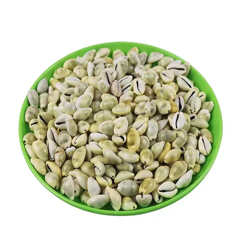 Caracoles / Caracoles Abiertos Cowrie Shells / White and Natural Cowrie Shells / Cowrie or cowry